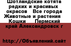 Шотландские котята редких и красивых  окрасов - Все города Животные и растения » Кошки   . Пермский край,Александровск г.